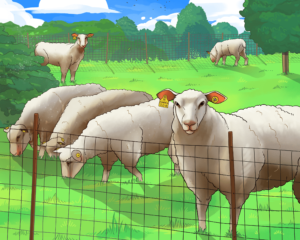 Roots of Tomorrow - Bretagne elevage caprin