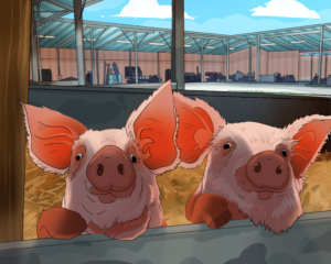 Roots of Tomorrow - Bretagne elevage porcin