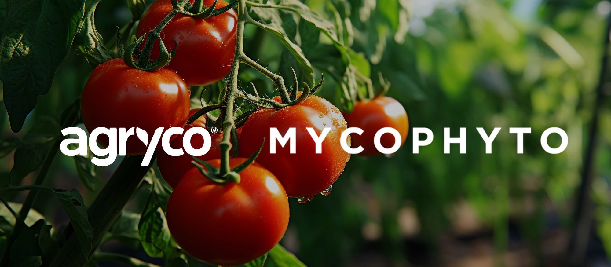 agryxo x mycophyto