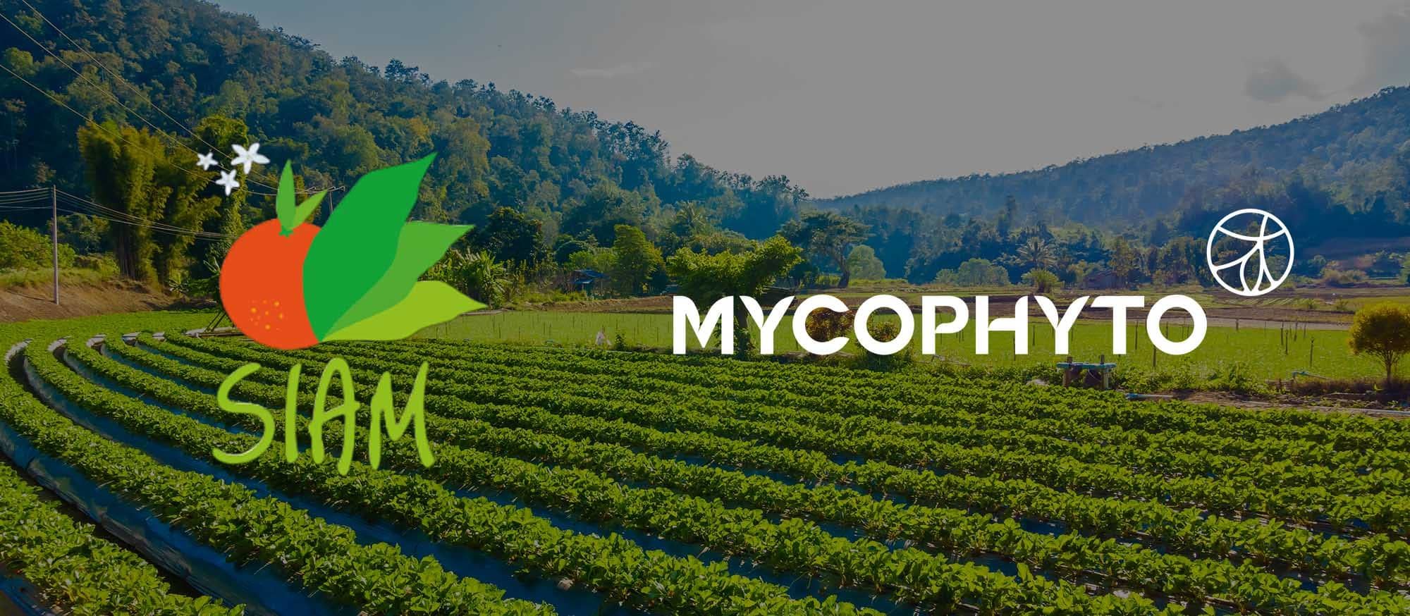 Mycophyto x SIAM