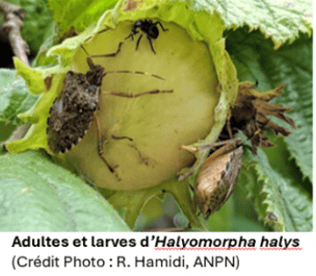 Visuel pomme