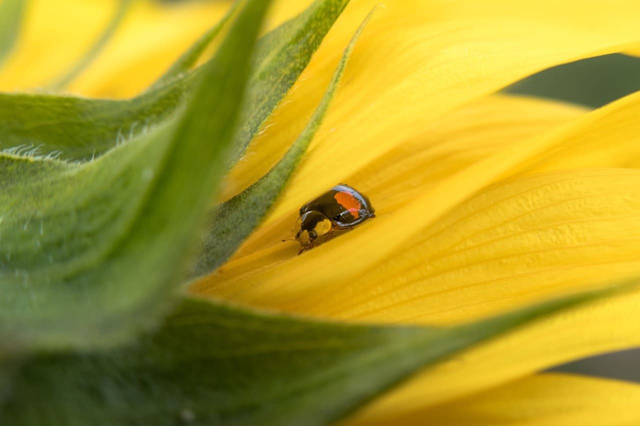 didgeman-ladybug-5416751_1280